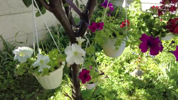 Mooie Bloemen Potten Kleurrijke Petunias Veel Zomerbloemen Bloemen Het Land — Stockvideo