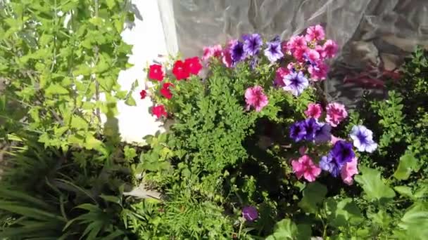 Schöne Blumen Töpfen Bunte Petunien Viele Sommerblumen Blumen Land Viele — Stockvideo