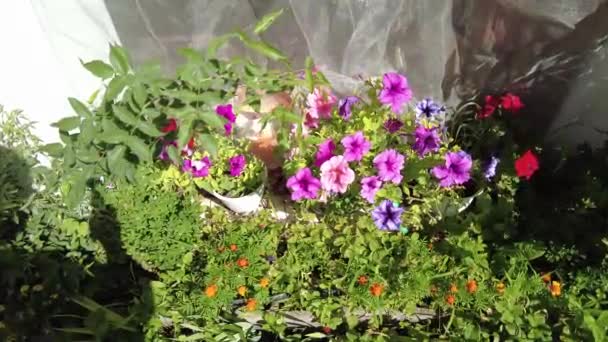 Saksıda Güzel Çiçekler Renkli Petunyalar Bir Sürü Yaz Çiçeği Kırsalda — Stok video