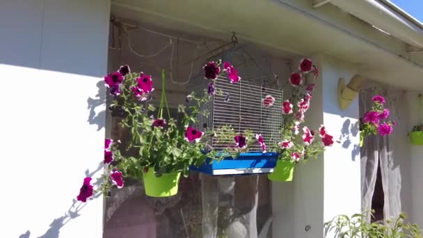 Beautiful Flowers Pots Colorful Petunias Many Summer Flowers Flowers Country — Stock Video