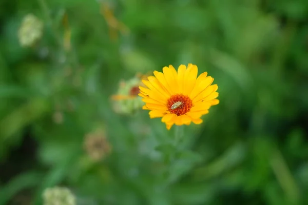 beautiful yellow flower. small yellow chamomile. yellow petals. summer flowers. bug on a flower. bright yellow flower on a green background.