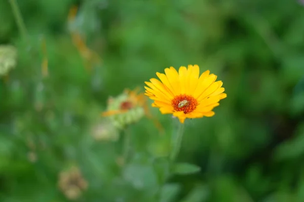 beautiful yellow flower. small yellow chamomile. yellow petals. summer flowers. bug on a flower. bright yellow flower on a green background.