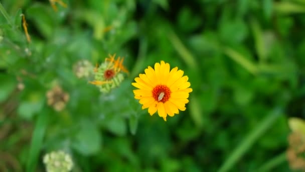 Bela Flor Amarela Pequena Camomila Amarela Pétalas Amarelas Flores Verão — Vídeo de Stock