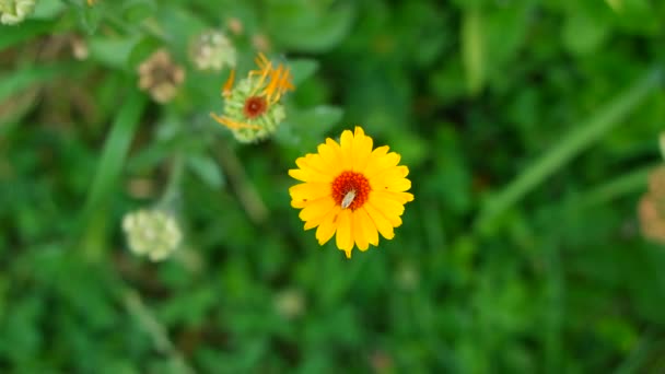Bela Flor Amarela Pequena Camomila Amarela Pétalas Amarelas Flores Verão — Vídeo de Stock