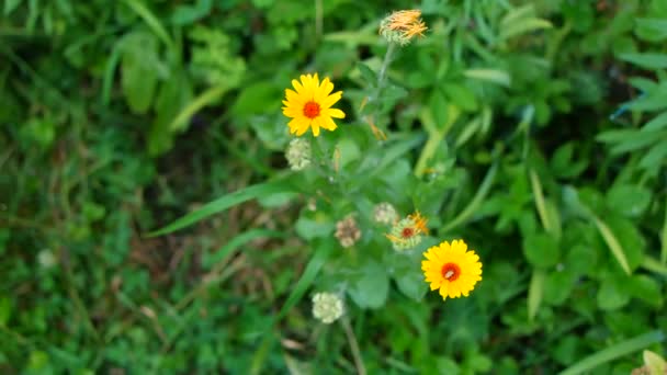 Güzel Sarı Çiçek Küçük Sarı Papatya Çayı Sarı Yapraklar Yaz — Stok video