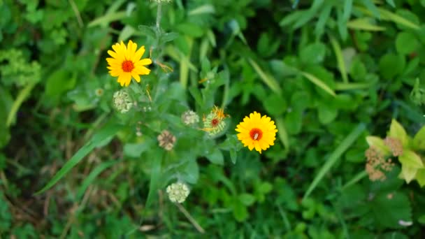 Bela Flor Amarela Pequena Camomila Amarela Pétalas Amarelas Flores Verão — Vídeo de Stock