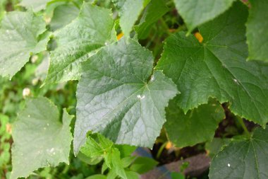 Salatalık. Büyük salatalık yaprakları. Çiçekler ve salatalık meyveleri. ev bahçesi.