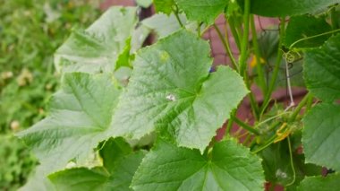 Salatalık. Büyük salatalık yaprakları. Çiçekler ve salatalık meyveleri. ev bahçesi.
