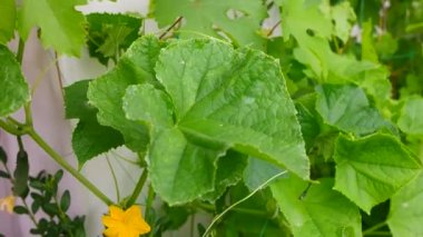Salatalık. Büyük salatalık yaprakları. Çiçekler ve salatalık meyveleri. ev bahçesi.