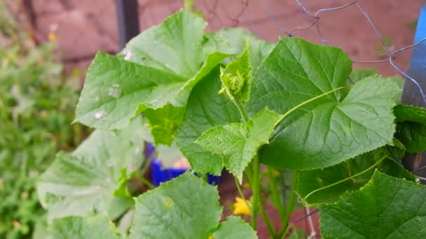 Pepinos Hojas Grandes Pepino Flores Frutos Pepino Jardín Casa — Vídeo de stock