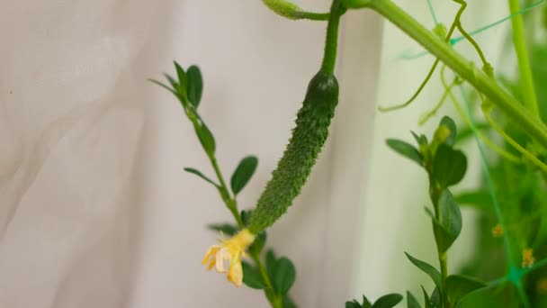 大黄瓜叶子 黄瓜的花和果实 家庭花园 — 图库视频影像