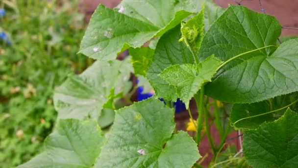 Pepinos Hojas Grandes Pepino Flores Frutos Pepino Jardín Casa — Vídeos de Stock