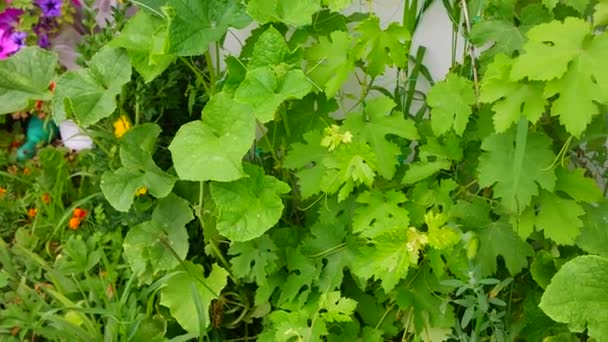 Cucumbers Large Cucumber Leaves Flowers Fruits Cucumber Home Garden — Stock Video