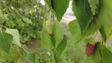 Huş ağacı tomurcukları. huş yaprakları ve dallar. huş ağaçları çiçek açar. Rüzgarda ağaç dalları.