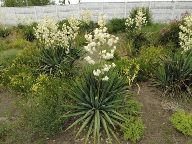 Yucca. Yucca çiçekleri. Yucca 'nın yaprakları ve çiçekleri. Manioc. Manihot esculenta.