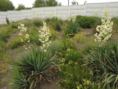 Yucca. Yucca çiçekleri. Yucca 'nın yaprakları ve çiçekleri. Manioc. Manihot esculenta.
