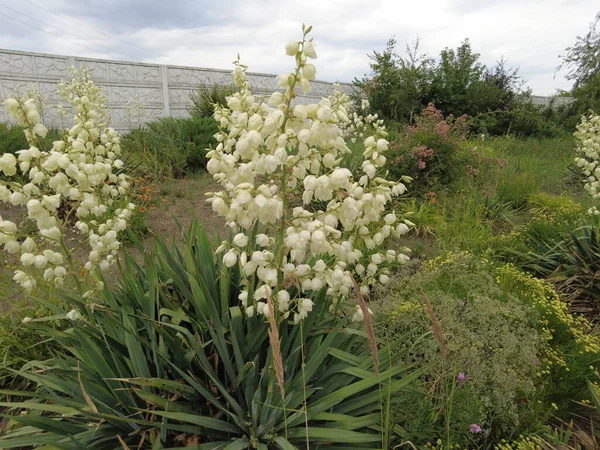 Yucca Vagyok Yucca Virágok Yucca Levelei Virágai Manióka Manihot Esculenta — Stock Fotó