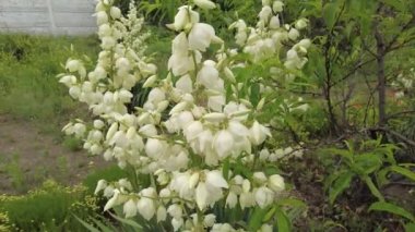 Yucca. Yucca çiçekleri. Yucca 'nın yaprakları ve çiçekleri. Manioc. Manihot esculenta.