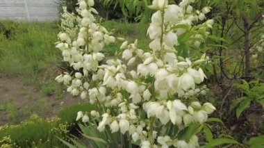 Yucca. Yucca çiçekleri. Yucca 'nın yaprakları ve çiçekleri. Manioc. Manihot esculenta.