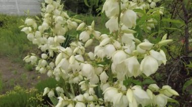 Yucca. Yucca çiçekleri. Yucca 'nın yaprakları ve çiçekleri. Manioc. Manihot esculenta.