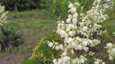 Yucca. Yucca çiçekleri. Yucca 'nın yaprakları ve çiçekleri. Manioc. Manihot esculenta.