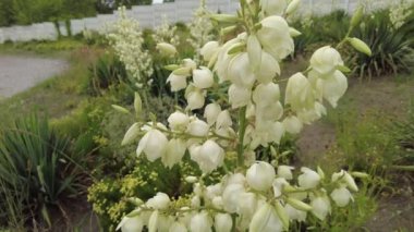 Yucca. Yucca çiçekleri. Yucca 'nın yaprakları ve çiçekleri. Manioc. Manihot esculenta.