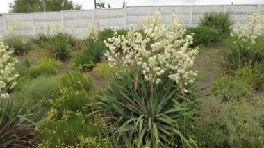 Yucca. Yucca çiçekleri. Yucca 'nın yaprakları ve çiçekleri. Manioc. Manihot esculenta.