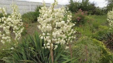 Yucca. Yucca çiçekleri. Yucca 'nın yaprakları ve çiçekleri. Manioc. Manihot esculenta.