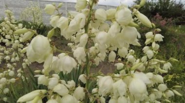 Yucca. Yucca çiçekleri. Yucca 'nın yaprakları ve çiçekleri. Manioc. Manihot esculenta.