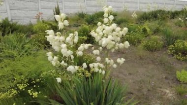 Yucca. Yucca çiçekleri. Yucca 'nın yaprakları ve çiçekleri. Manioc. Manihot esculenta.