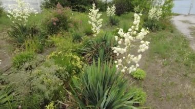 Yucca. Yucca çiçekleri. Yucca 'nın yaprakları ve çiçekleri. Manioc. Manihot esculenta.