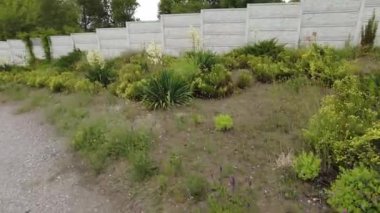 Yucca. Yucca çiçekleri. Yucca 'nın yaprakları ve çiçekleri. Manioc. Manihot esculenta.