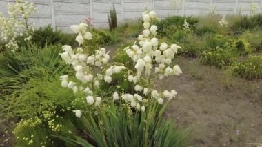 Yucca. Yucca çiçekleri. Yucca 'nın yaprakları ve çiçekleri. Manioc. Manihot esculenta.