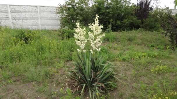 Γιούκα Λουλούδια Γιούκα Φύλλα Και Άνθη Της Yucca Μανιόκ Μανιώδης — Αρχείο Βίντεο