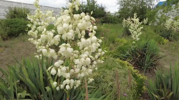 Γιούκα Λουλούδια Γιούκα Φύλλα Και Άνθη Της Yucca Μανιόκ Μανιώδης — Αρχείο Βίντεο