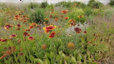 gaillardia. kırmızı-sarı yapraklar. Kırmızı yaz çiçeği. Tabancalar. Güzel gaillardia çiçekleri