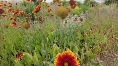 gaillardia. kırmızı-sarı yapraklar. Kırmızı yaz çiçeği. Tabancalar. Güzel gaillardia çiçekleri