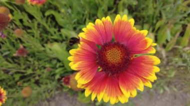 gaillardia. kırmızı-sarı yapraklar. Kırmızı yaz çiçeği. Tabancalar. Güzel gaillardia çiçekleri