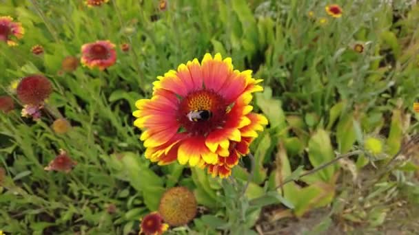 Gaillardia Pétalas Vermelho Amarelas Flor Verão Vermelho Astros Belas Flores — Vídeo de Stock