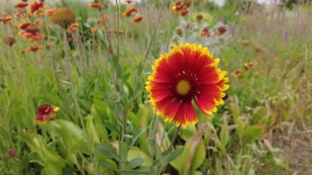 Gaillardia Czerwono Żółte Płatki Czerwony Letni Kwiat Astery Piękne Kwiaty — Wideo stockowe