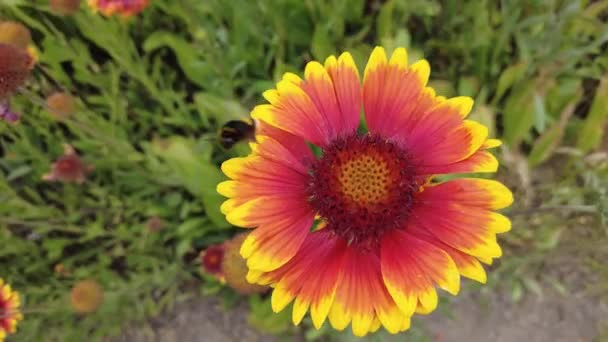 Gaillardia Pétalos Rojo Amarillo Flor Roja Verano Astrofes Hermosas Flores — Vídeos de Stock