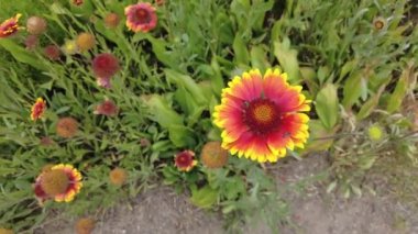 gaillardia. kırmızı-sarı yapraklar. Kırmızı yaz çiçeği. Tabancalar. Güzel gaillardia çiçekleri