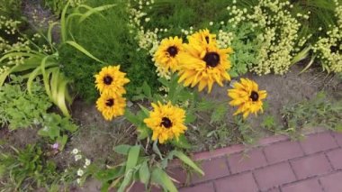 gaillardia. kırmızı-sarı yapraklar. Kırmızı yaz çiçeği. Tabancalar. Güzel gaillardia çiçekleri