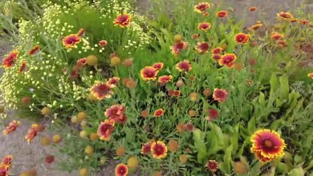 Gaillardia Roodgele Bloemblaadjes Rode Zomerbloem Asters Mooie Gaillardia Bloemen — Stockvideo