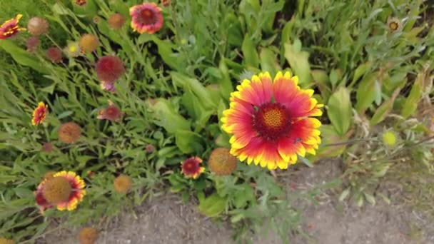 Gaillardia Pétalas Vermelho Amarelas Flor Verão Vermelho Astros Belas Flores — Vídeo de Stock