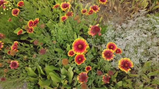 Gaillardia Roodgele Bloemblaadjes Rode Zomerbloem Asters Mooie Gaillardia Bloemen — Stockvideo