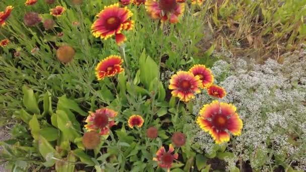 Gaillardia Kırmızı Sarı Yapraklar Kırmızı Yaz Çiçeği Tabancalar Güzel Gaillardia — Stok video