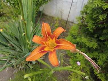 Büyük zambak çiçekleri. Güzel zambak çiçekleri. Rüzgardaki zambaklar