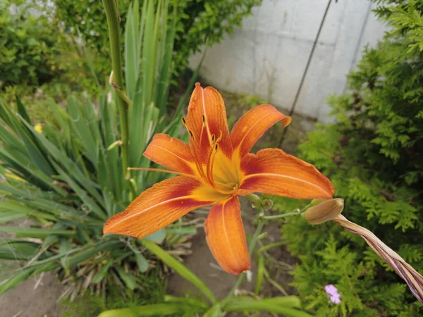 large lily flowers. beautiful lily flowers. lilies in the wind