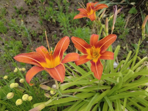 large lily flowers. beautiful lily flowers. lilies in the wind